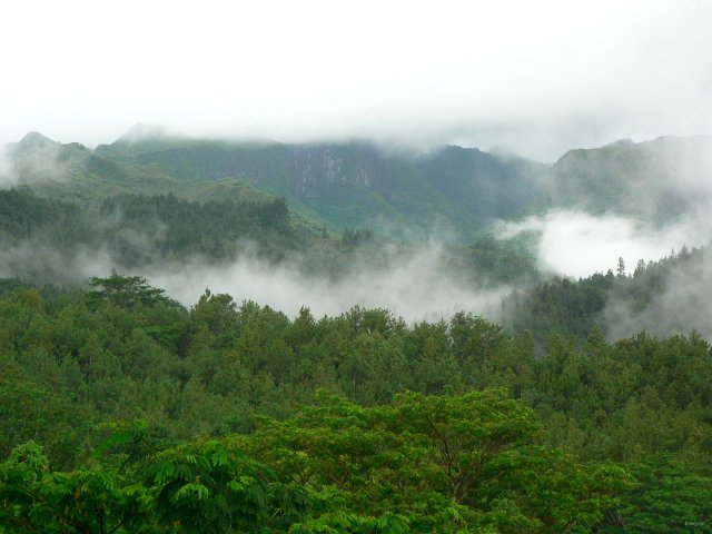 49- Les nuages dans les arbres 